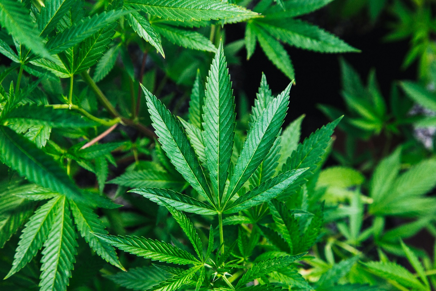 A hemp leaf centered in a photograph