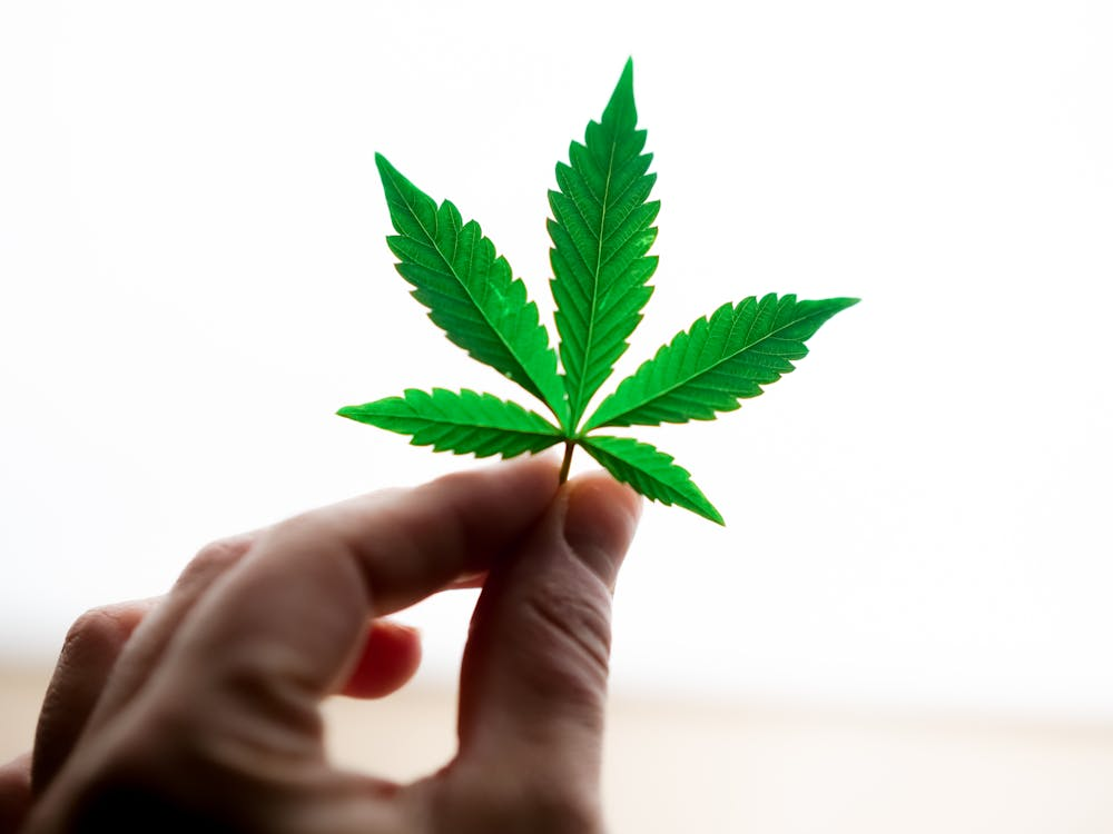 A person holding cannabis