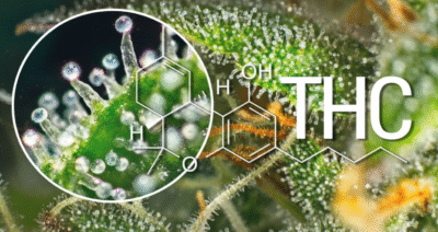 What is THC? 