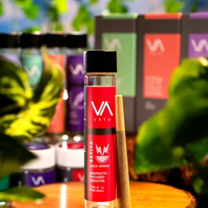 Jack Herer – Sativa – THCA Pre Roll