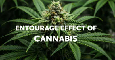 Entourage Effect of Cannabis