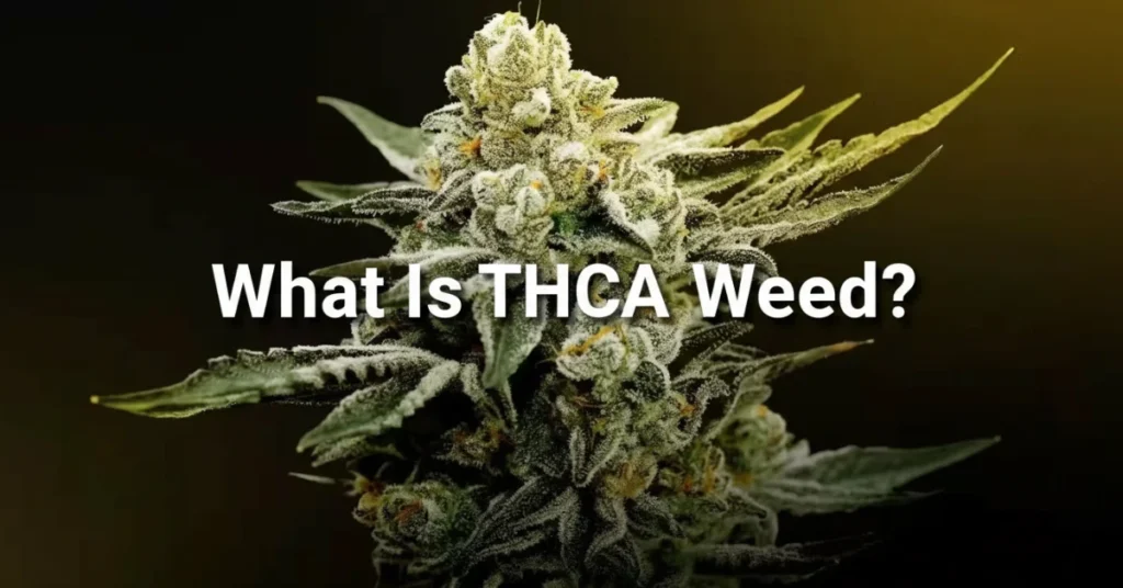 What Is THCA Weed?