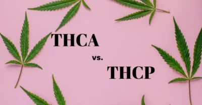 What Is the Difference Between THCA and THCP?