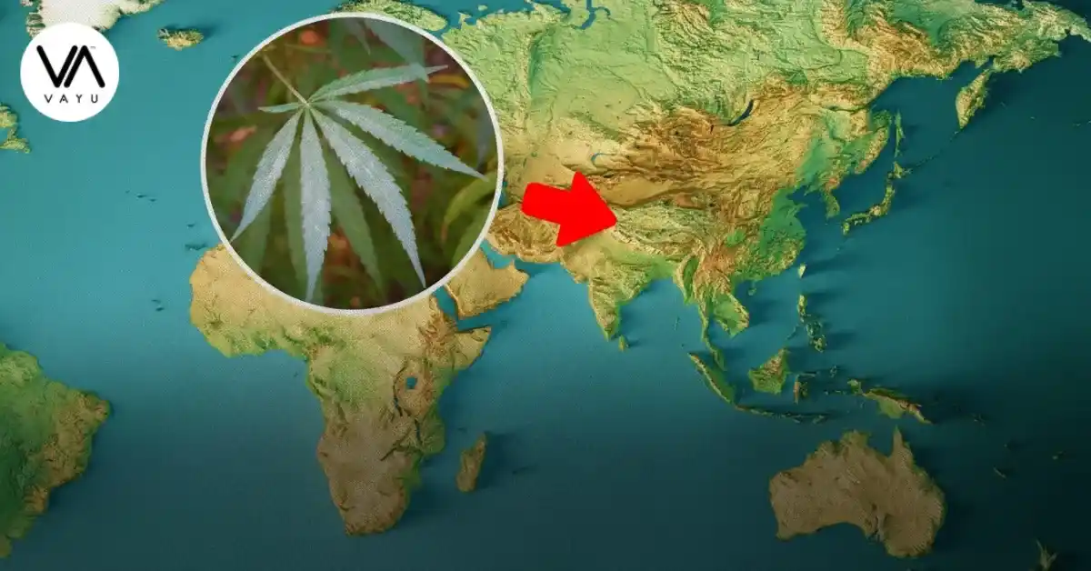 The Origins of Weed How the Plant Spread Across the World