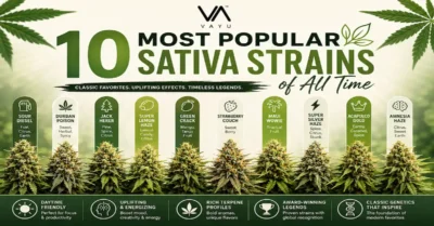 10 Most Popular Sativa Strains of All Time