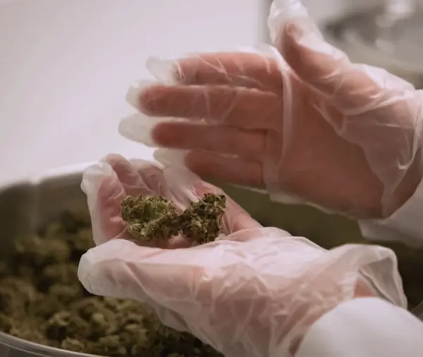 Gloved hands holding cannabis buds over a processing tray, inspecting them.