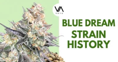 Blue Dream: The History of the Most Popular Cannabis Strain