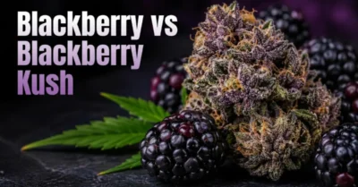 Blackberry vs Blackberry Kush: Complete Strain Comparison Guide