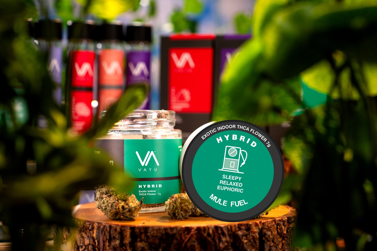 Mule Fuel THCA Flower 7g Jar Teal-labeled jar and a circular badge reading Hybrid, Mule Fuel, Sleepy Relaxed Euphoric, with cannabis packaging in a shop setting.