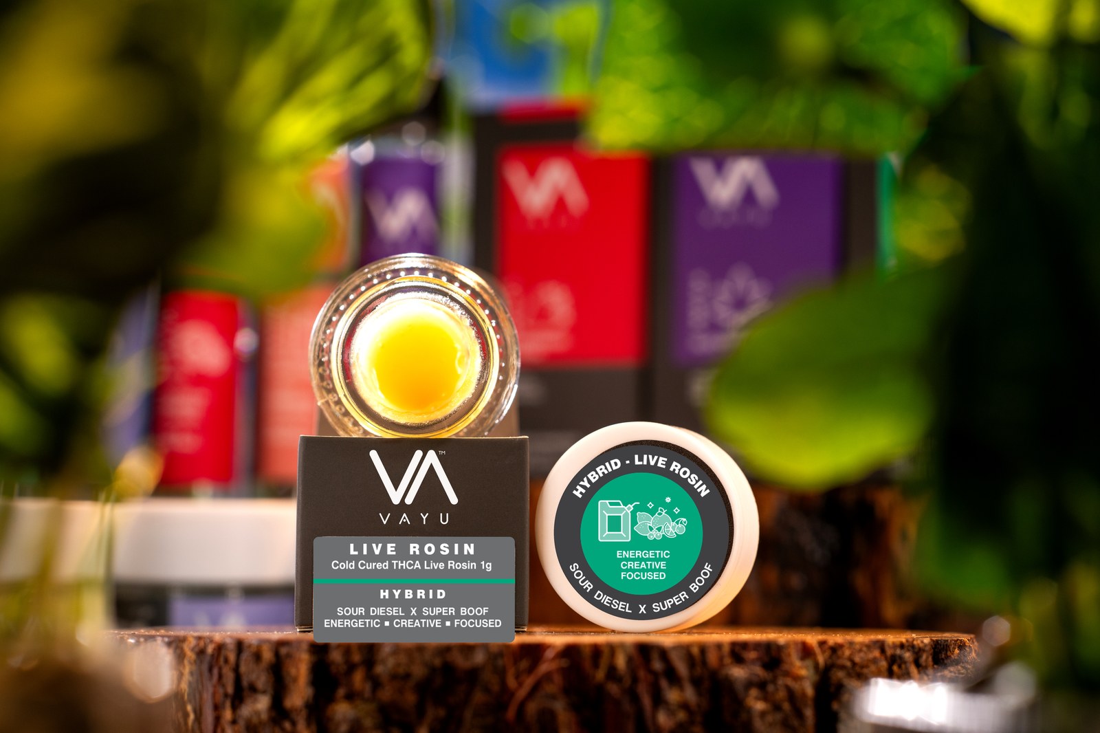 Open jar of VAYU Live Rosin hybrid cannabis concentrate on a black box, with a round lid that reads 'Hybrid • Live Rosin' and a green emblem nearby.