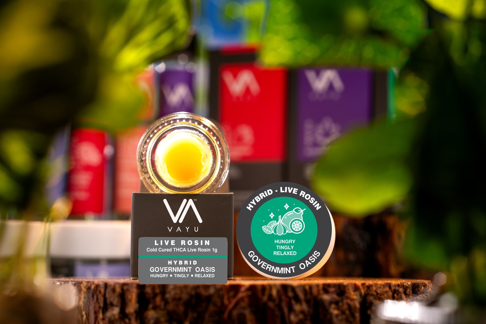 Governmint Oasis Strain - Hybrid - Cold Cured THCA Live Rosin VAYU Governmint Oasis hybrid cold cured THCA live rosin jar with hybrid live rosin lid